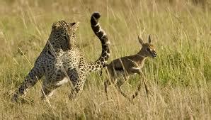 prey - leopards