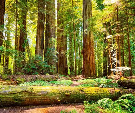 Redwood National Park Facts for Kids - KonnectHQ