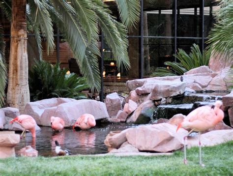 Flamingo Las Vegas Wildlife Habitat » Vegas Mavens