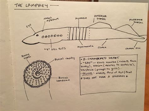 Lamprey Anatomy - Anatomical Charts & Posters