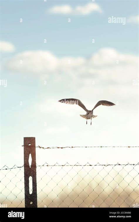 free bird flies on the boundary line between freedom and prison Stock Photo - Alamy