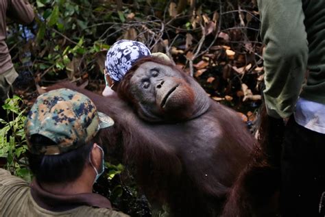 Conservation group: Bornean orangutan critically endangered ...