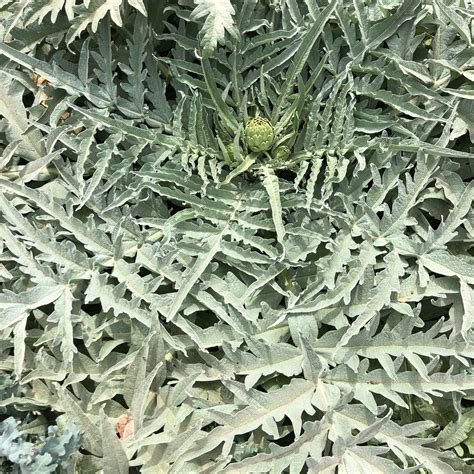 GIANT artichoke plant, at least 6’ wide... is this normal?! [Zone 10a, Mesa Arizona] : r/gardening