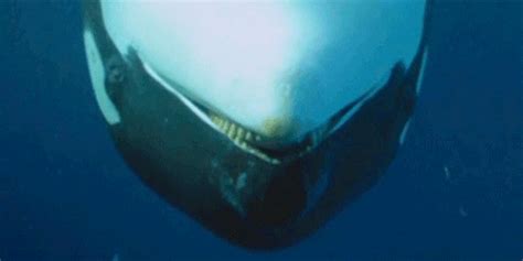 orcinus orca | Tag | PrimoGIF