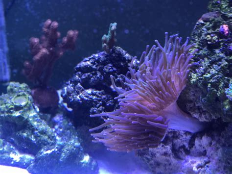 Pin on My New 150g Reef Tank Build