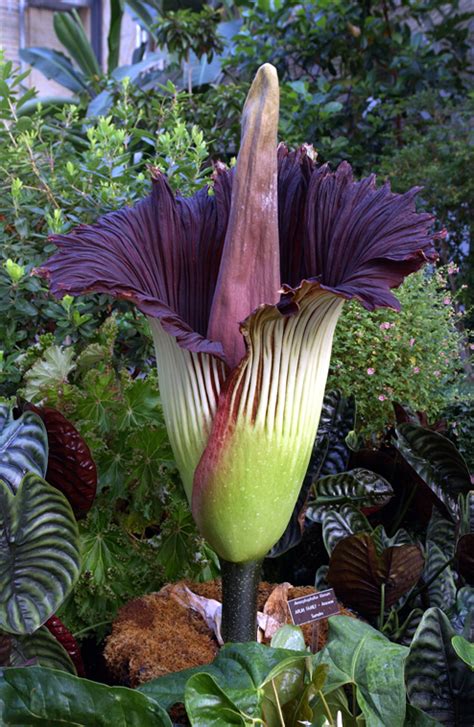 Titan Arum | United States Botanic Garden