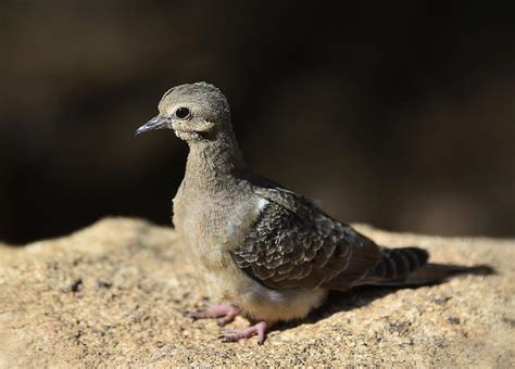 Baby Mourning Dove Photograph by Saija Lehtonen