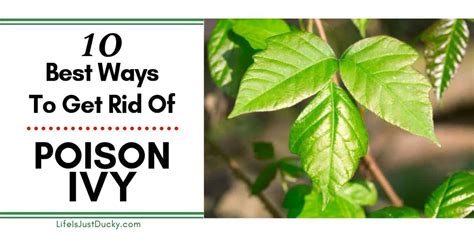 Poison Ivy Removal - 10 Best Ways To Get Rid Of Poison Ivy Plants ...