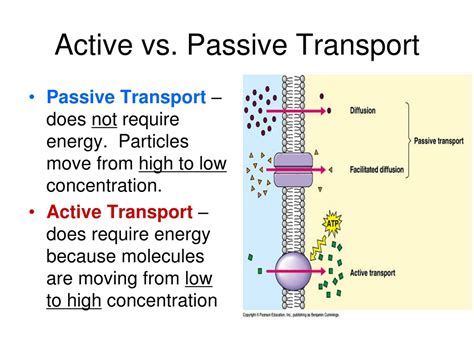 PPT - Transport Across the Cell Membrane PowerPoint Presentation, free download - ID:626772