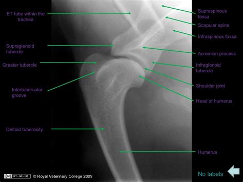 Canine radiographs