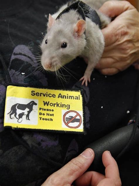 10 Of The Most Awesome But Unusual Service Animals