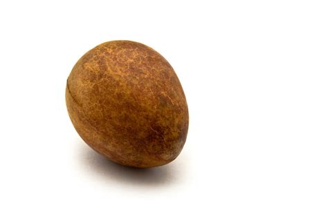 Avocado seed 1 Free Photo Download | FreeImages