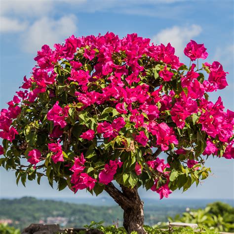 13 Stunning Purple And Pink Bonsai Trees | With Images