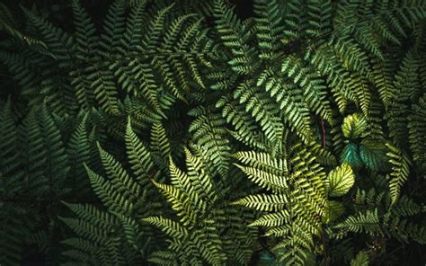 Download wallpapers fern leaves texture, natural texture, green leaves ...