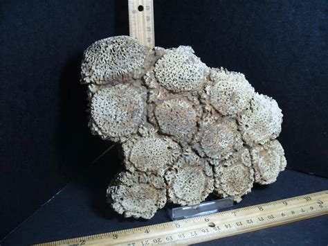 Fossil Glyptodon Shell Scute Plate (012823x) - The Stones & Bones Collection