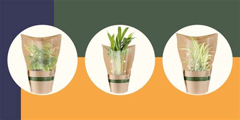 Lidl Is Selling Air Purifying House Plants For £2.79 - Lidl Offers This Week