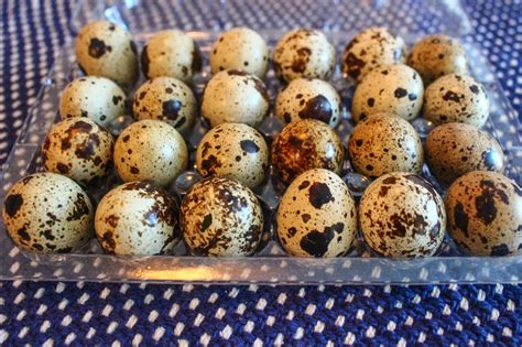 Cannundrums: Quail Eggs