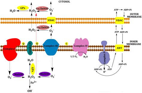 Adp To Atp In Mitochondria / ATP Synthase - eLECTRON TRANSPORT CHAMBER - Relate the structure of ...