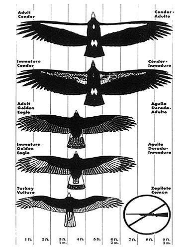 Condor - wikipedia, the free encyclopedia, Condor is the name for two species of vultures, each ...