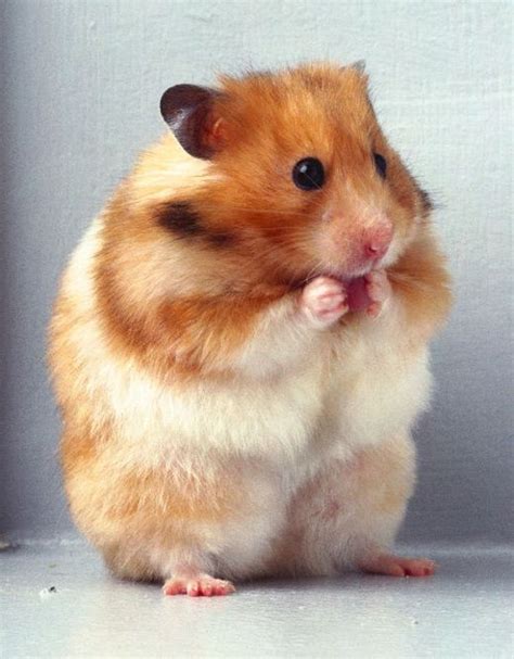 75 best images about Hamsters on Pinterest | The grass, Hamsters and ...