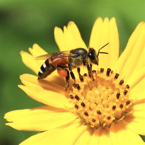 Photo - Dwarf Honeybee - Apis florea - Observation.org