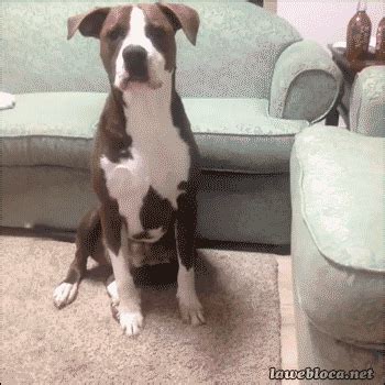 dawg | GIF | PrimoGIF