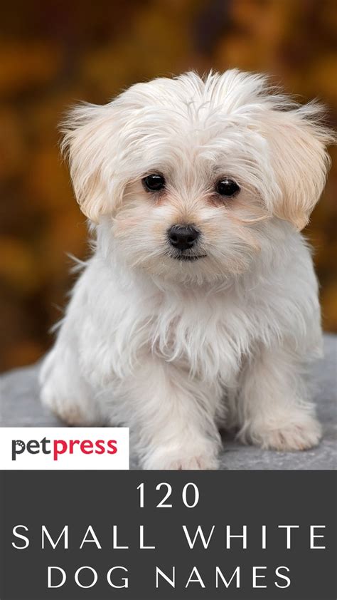 120 Small White Dog Names For Your Cute And Fluffy Puppies