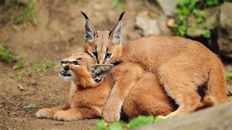 Caracal : Facts, Habitat, Diet, Kitten, Price, Pictures | Animals Adda