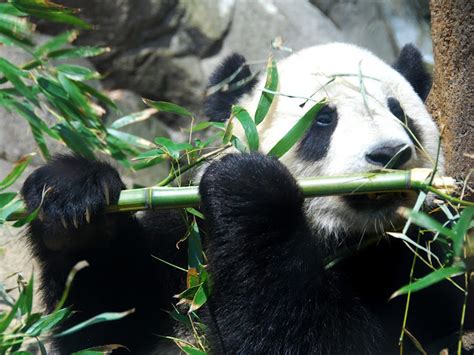 ANIMALS TIME : Panda (Gallery 8)