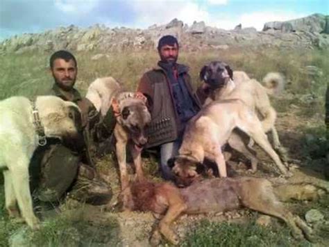 Kangal Shepherd Dog Vs Wolf