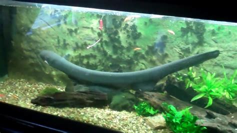 electric eel feeding - YouTube