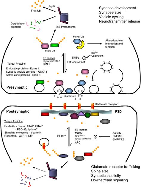 Ubiquitin and Protein Turnover in Synapse Function: Neuron