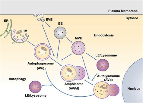 Overview of the autophagy pathway. Autophagosomes are generated at ...