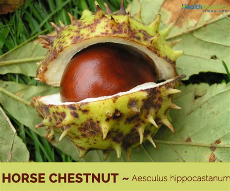 Horse Chestnut facts and health benefits