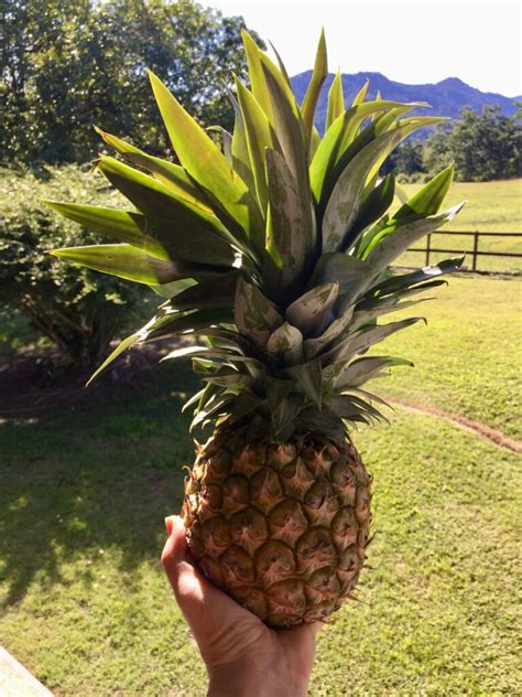 How Long Does It Take To Grow A Pineapple? + Pineapple Growing Stages! - TheWorldOfSurvival.Com