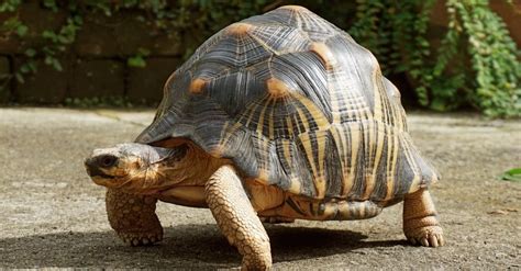 Tortoise Animal Facts | AZ Animals