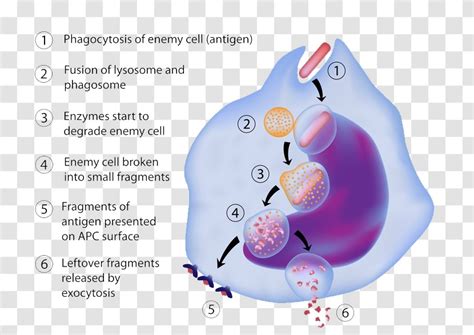 Antigen-presenting Cell Antigen Presentation Macrophage Immune System ...