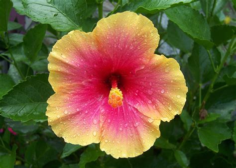 Sunset Hibiscus | Hibiscus, Flowers, Garden inspiration