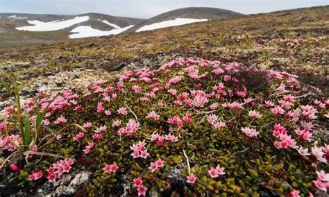 Arctic Tundra Shrubs