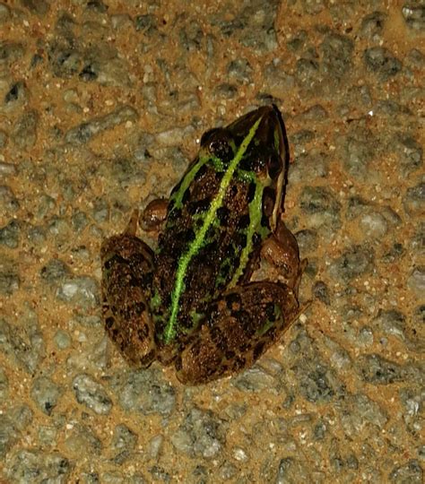 amphibians - Can someone identify the species of this frog/ toad ...