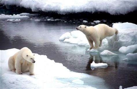 Ecosistema Polar