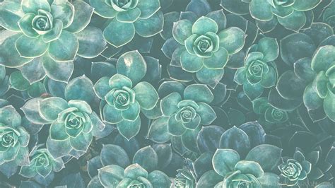 Watercolor Succulent Wallpaper at GetDrawings | Free download