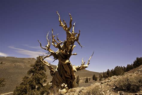 Bristlecone Pine Ancient Bristlecone Pines Forest White Mountains CA – Dan's Photo & Stuff Blog