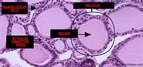 thyroid-gland-slide-labelled-histology | SchoolWorkHelper