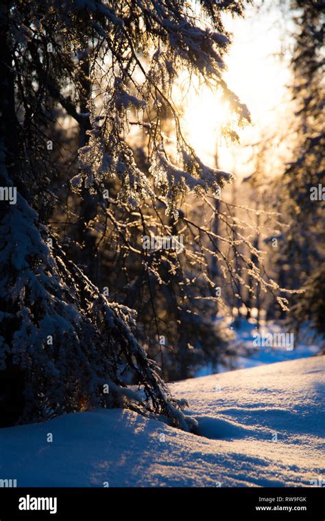 Snowy forest in Finnish Lapland Stock Photo - Alamy