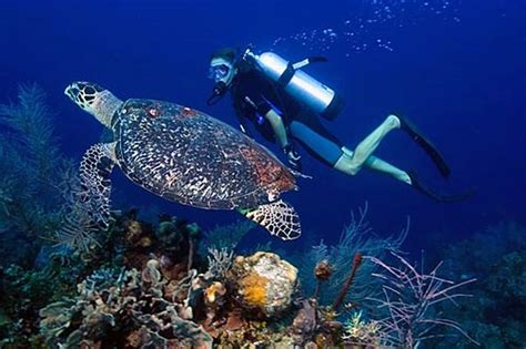 Belize Barrier Reef Diving Holidays | Belize Barrier Reef Dive Holiday