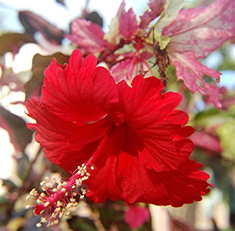 A very close look at a variegated Hibiscus and its rosy bl… | Flickr