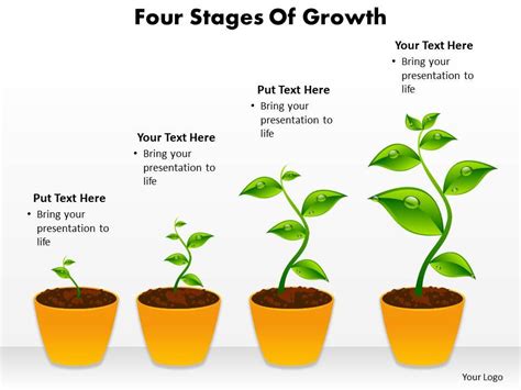 Stages Of Plant Growth Diagram