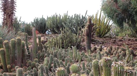 Australia's largest cactus garden. Cactus Country - YouTube