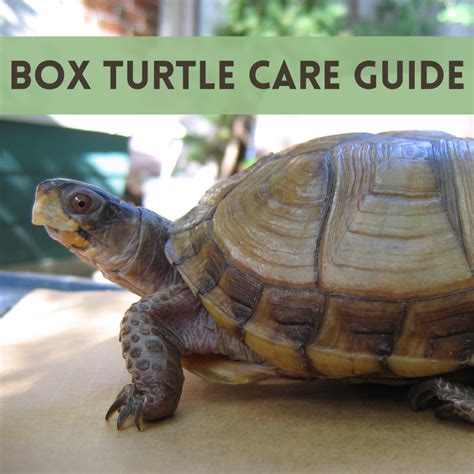 How to Properly House and Care for Pet Box Turtles - PetHelpful